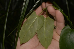 Clematis glycinoides