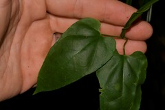 Clematis glycinoides