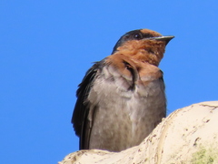 Hirundo tahitica