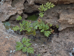 Cheilanthes sieberi sieberi