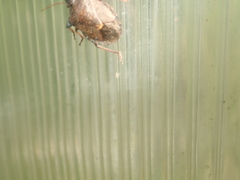 Picromerus bidens