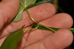 Clematis glycinoides