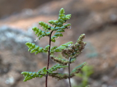 Cheilanthes sieberi sieberi