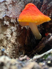 Pluteus aurantiorugosus