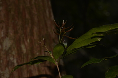 Denhamia celastroides