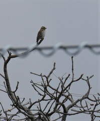 Gymnoris superciliaris