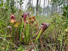 Sarracenia minor