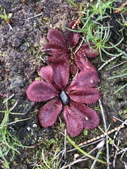 Drosera rosulata