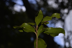 Denhamia celastroides