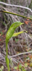 Pterostylis plumosa