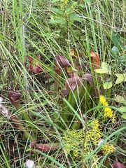 Sarracenia minor