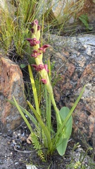 Disa comosa