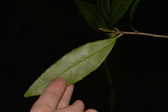 Denhamia celastroides