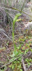 Pterostylis plumosa