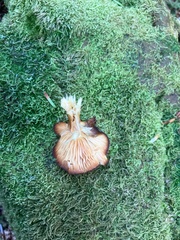 Tricholoma