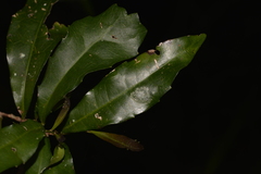 Polyosma cunninghamii