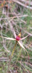 Caladenia
