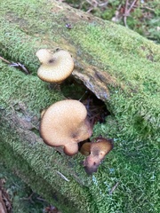 Tricholoma