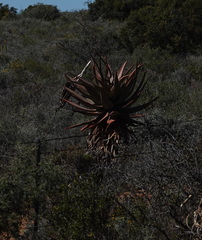 Aloe ferox