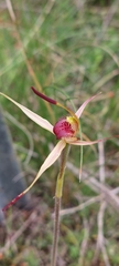 Caladenia
