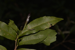 Polyosma cunninghamii