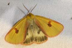 Diacrisia sannio