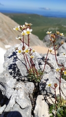Saxifraga paniculata