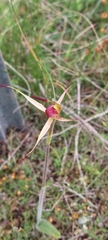 Caladenia