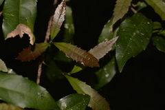 Polyosma cunninghamii