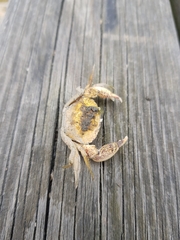 Rhithropanopeus harrisii