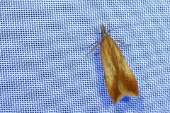 Dichomeris ustalella