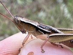 Aptenopedes