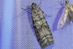 Dioryctria simplicella