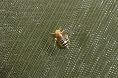 Ditropis pteridis