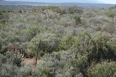 Aloe ferox