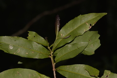 Polyosma cunninghamii