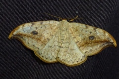 Drepana falcataria