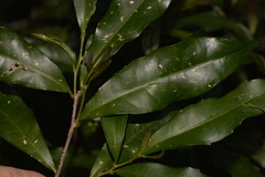 Polyosma cunninghamii