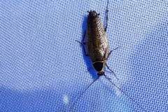 Ectobius sylvestris