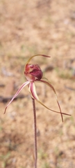 Caladenia reticulata
