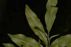 Polyosma cunninghamii