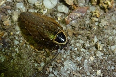 Ectobius sylvestris