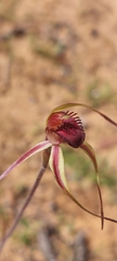 Caladenia reticulata