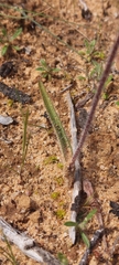 Caladenia reticulata