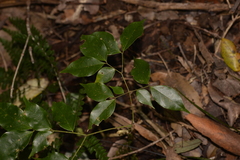 Archidendron grandiflorum