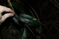 Aristolochia laheyana