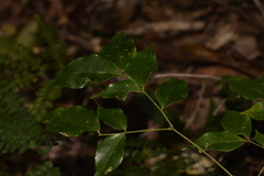 Archidendron grandiflorum