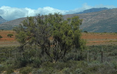 Schinus molle