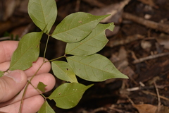 Archidendron grandiflorum