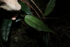 Aristolochia laheyana